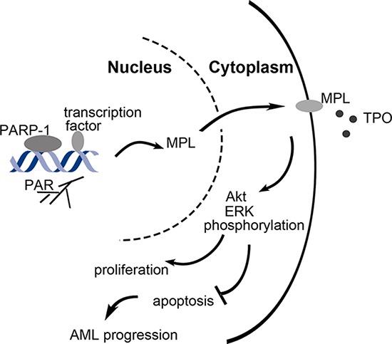 https://cdn.ncbi.nlm.nih.gov/pmc/blobs/b315/4695004/6c36ce2f597e/oncotarget-06-27490-g008.jpg