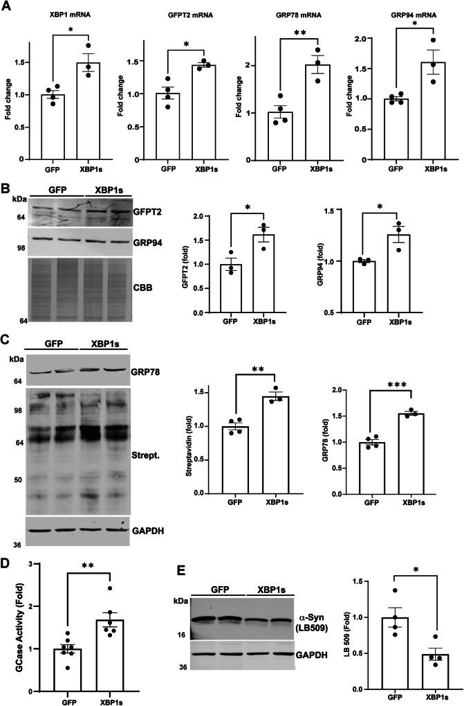 https://cdn.ncbi.nlm.nih.gov/pmc/blobs/b316/11186828/94df4d8c36f9/41467_2024_49256_Fig4_HTML.jpg