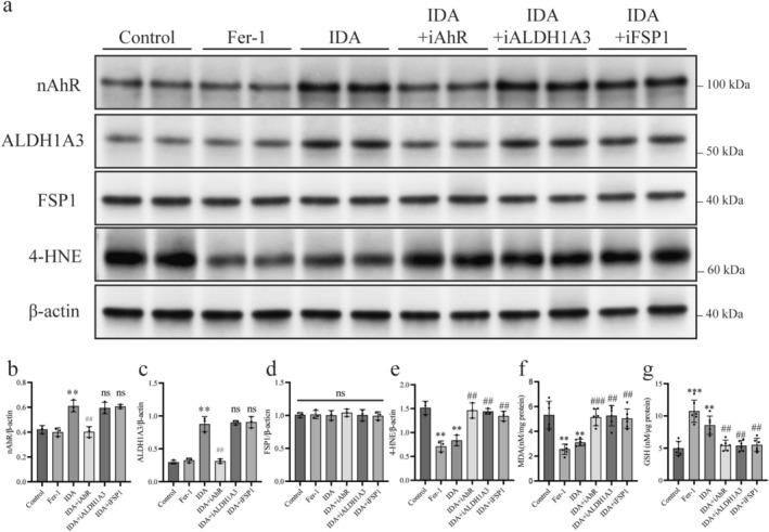 https://cdn.ncbi.nlm.nih.gov/pmc/blobs/b316/12076127/0d6a0d19b94a/CNS-31-e70442-g001.jpg