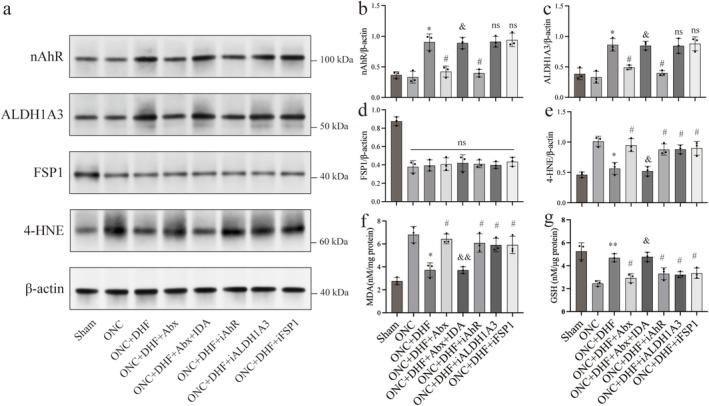 https://cdn.ncbi.nlm.nih.gov/pmc/blobs/b316/12076127/388946b3ec5e/CNS-31-e70442-g002.jpg