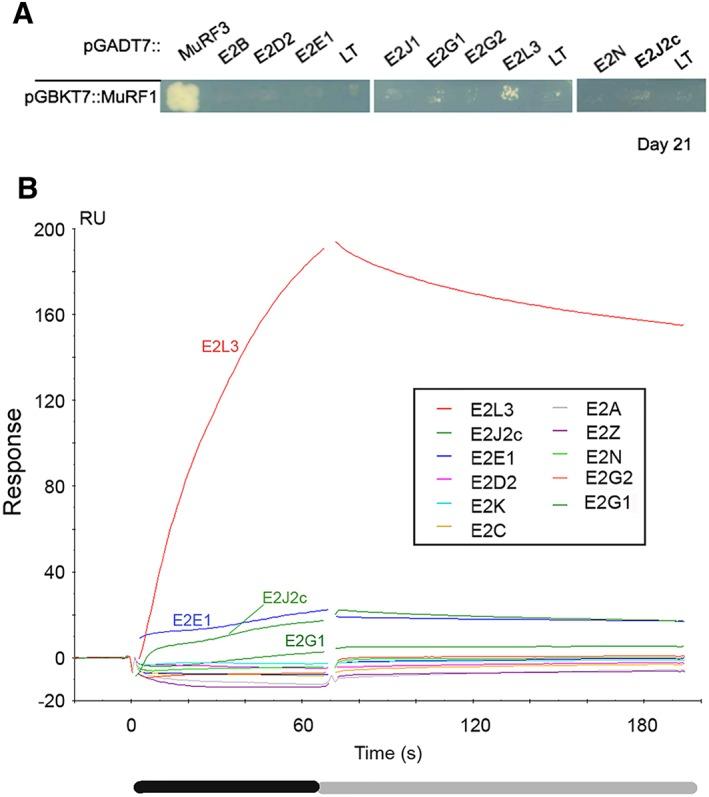 https://cdn.ncbi.nlm.nih.gov/pmc/blobs/b316/5803617/6181d71276d5/JCSM-9-129-g001.jpg