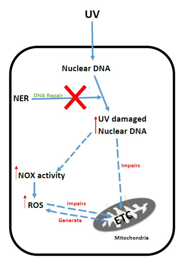https://cdn.ncbi.nlm.nih.gov/pmc/blobs/b31a/5532579/33cdad29b45d/jcm-06-00071-g006.jpg