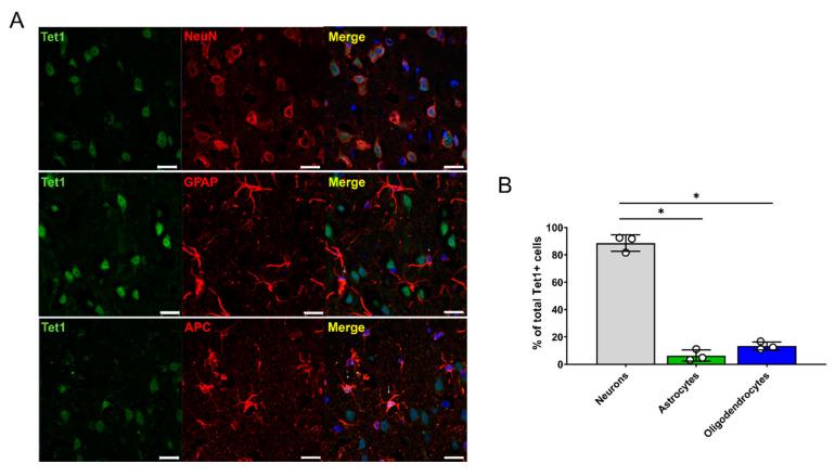 https://cdn.ncbi.nlm.nih.gov/pmc/blobs/b31a/7290865/b4e9e272beea/cells-09-01310-g005.jpg