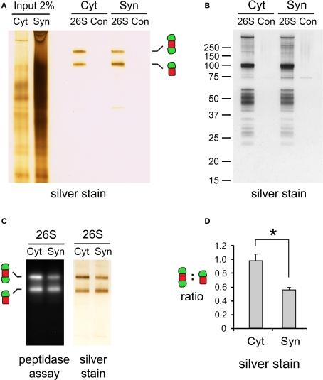 https://cdn.ncbi.nlm.nih.gov/pmc/blobs/b31d/2901091/b0d06d325eeb/fnmol-03-00012-g004.jpg