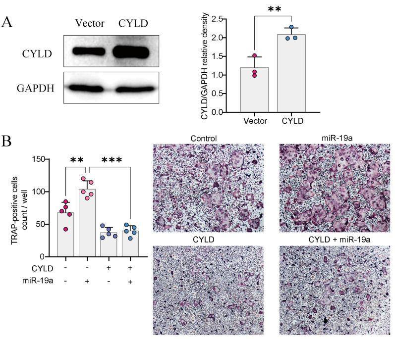 https://cdn.ncbi.nlm.nih.gov/pmc/blobs/b321/10813535/56808a55be1f/cancers-16-00302-g004.jpg