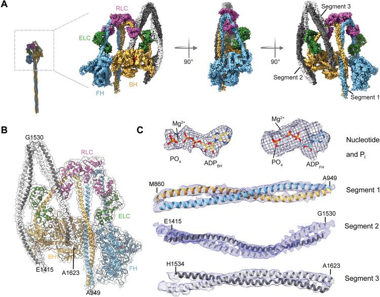 https://cdn.ncbi.nlm.nih.gov/pmc/blobs/b321/8694606/2078ba33ea18/sciadv.abk3273-f1.jpg