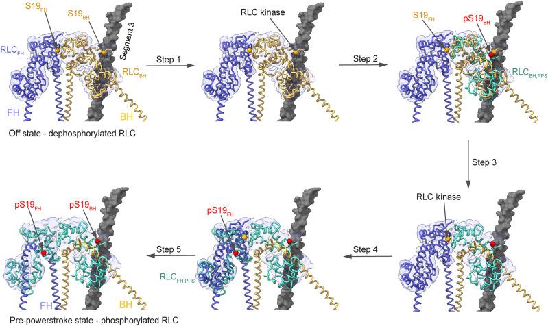 https://cdn.ncbi.nlm.nih.gov/pmc/blobs/b321/8694606/b0ec8dd2ae59/sciadv.abk3273-f5.jpg