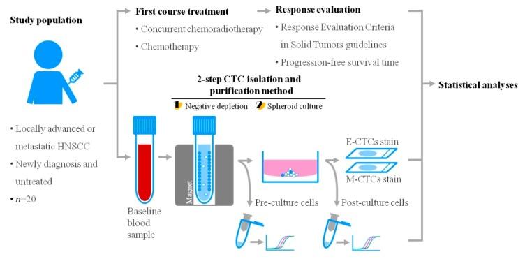 https://cdn.ncbi.nlm.nih.gov/pmc/blobs/b325/6627984/6ddb06952b63/cancers-11-00783-g001.jpg
