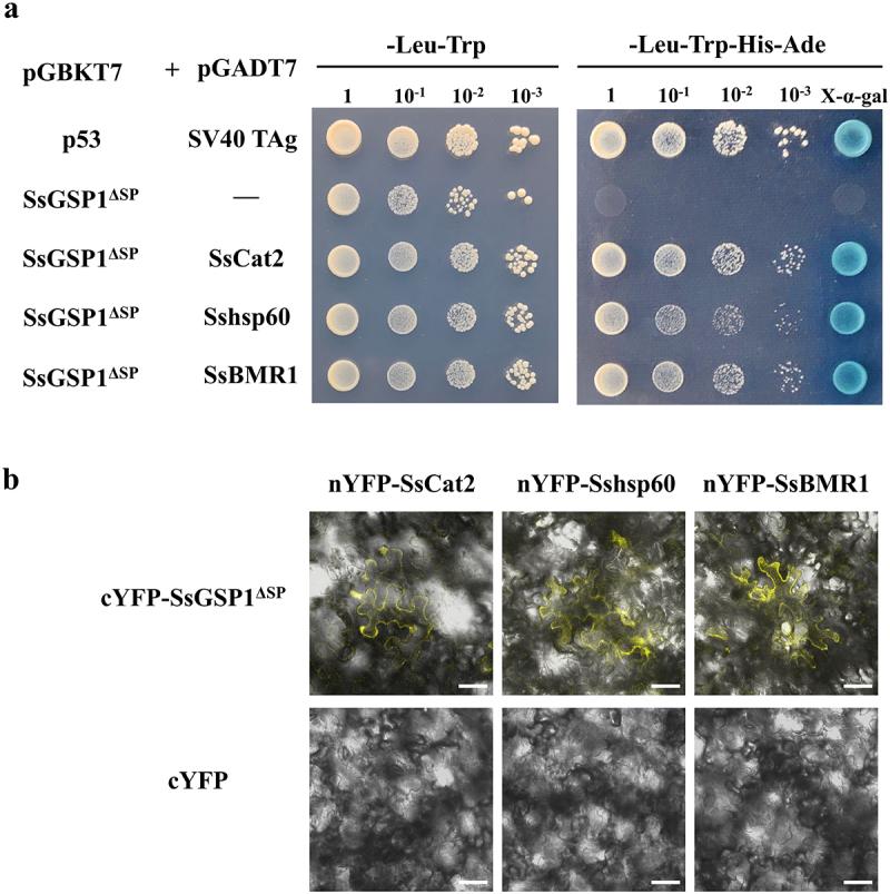 https://cdn.ncbi.nlm.nih.gov/pmc/blobs/b32c/12091936/182825a0f7c5/KVIR_A_2503434_F0007_OC.jpg