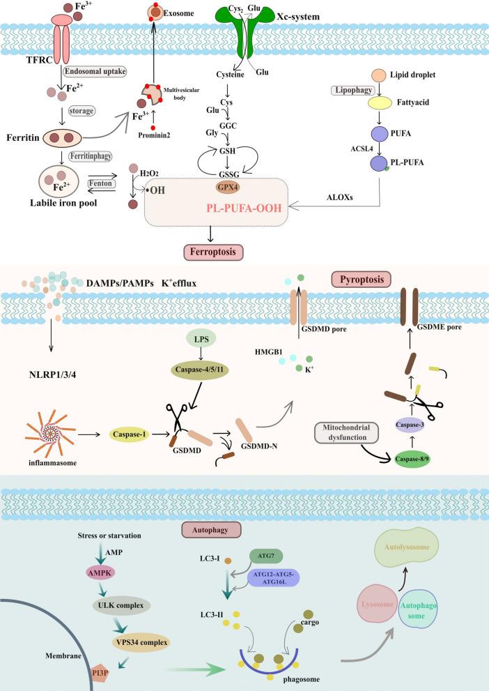 https://cdn.ncbi.nlm.nih.gov/pmc/blobs/b32f/10921615/0785a9a336cf/12951_2024_2297_Fig2_HTML.jpg