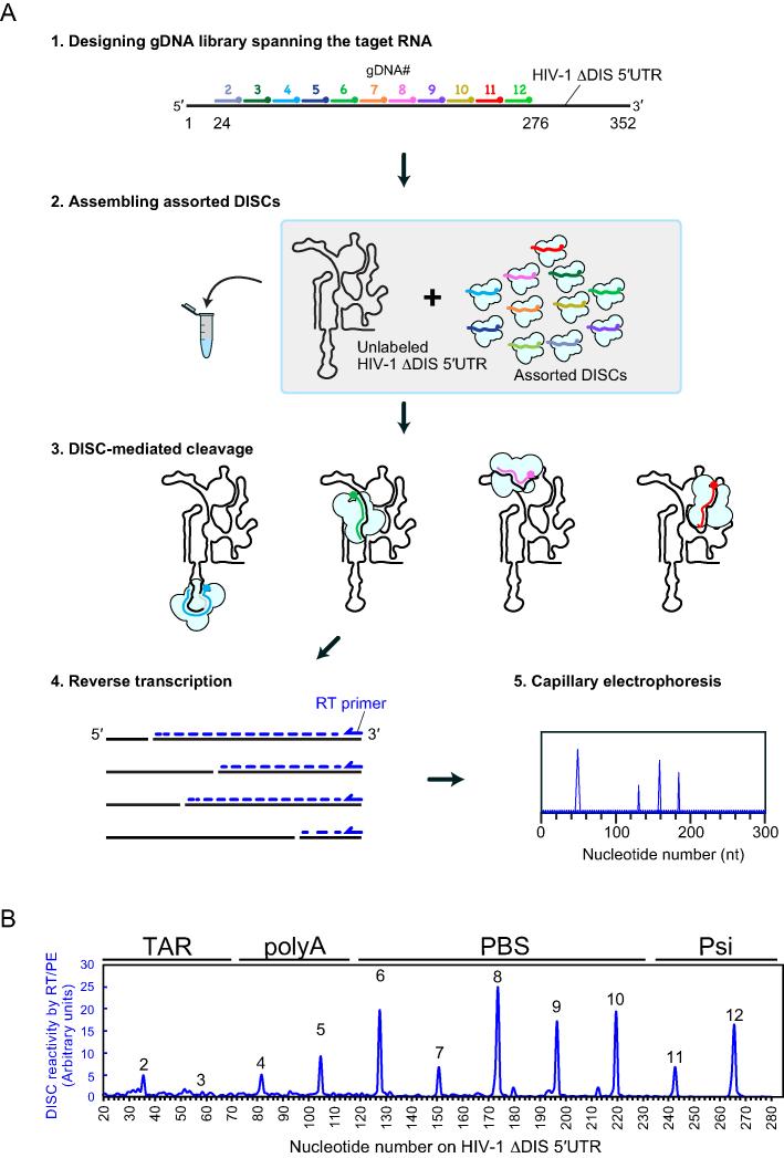 https://cdn.ncbi.nlm.nih.gov/pmc/blobs/b331/6144825/7cebfc5cda04/gky496fig6.jpg