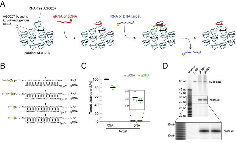 https://cdn.ncbi.nlm.nih.gov/pmc/blobs/b331/6144825/d669398257a6/gky496fig1.jpg
