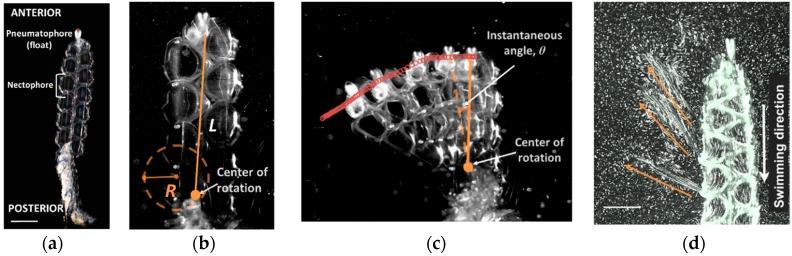 https://cdn.ncbi.nlm.nih.gov/pmc/blobs/b337/6784285/041f4a150cc9/biomimetics-04-00062-g001.jpg
