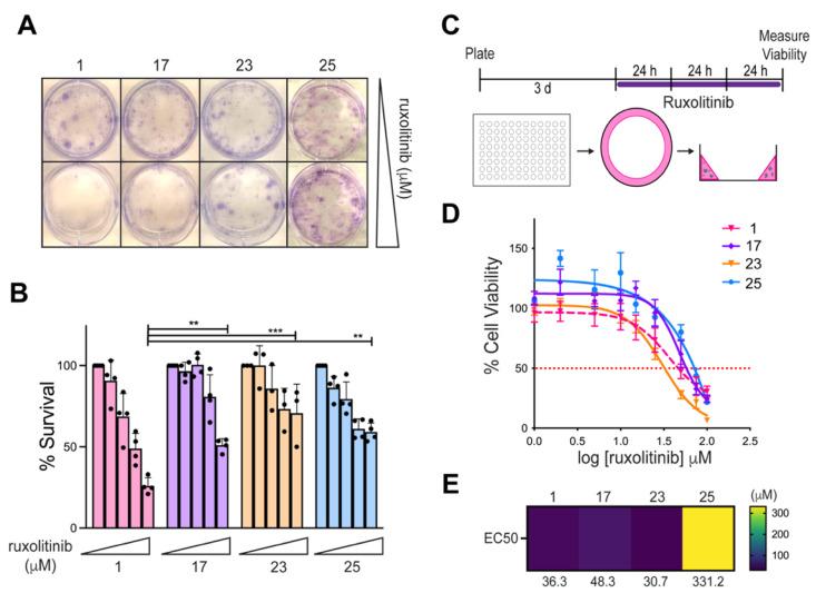 https://cdn.ncbi.nlm.nih.gov/pmc/blobs/b339/8699481/0da940bfdfa9/cells-10-03400-g005.jpg