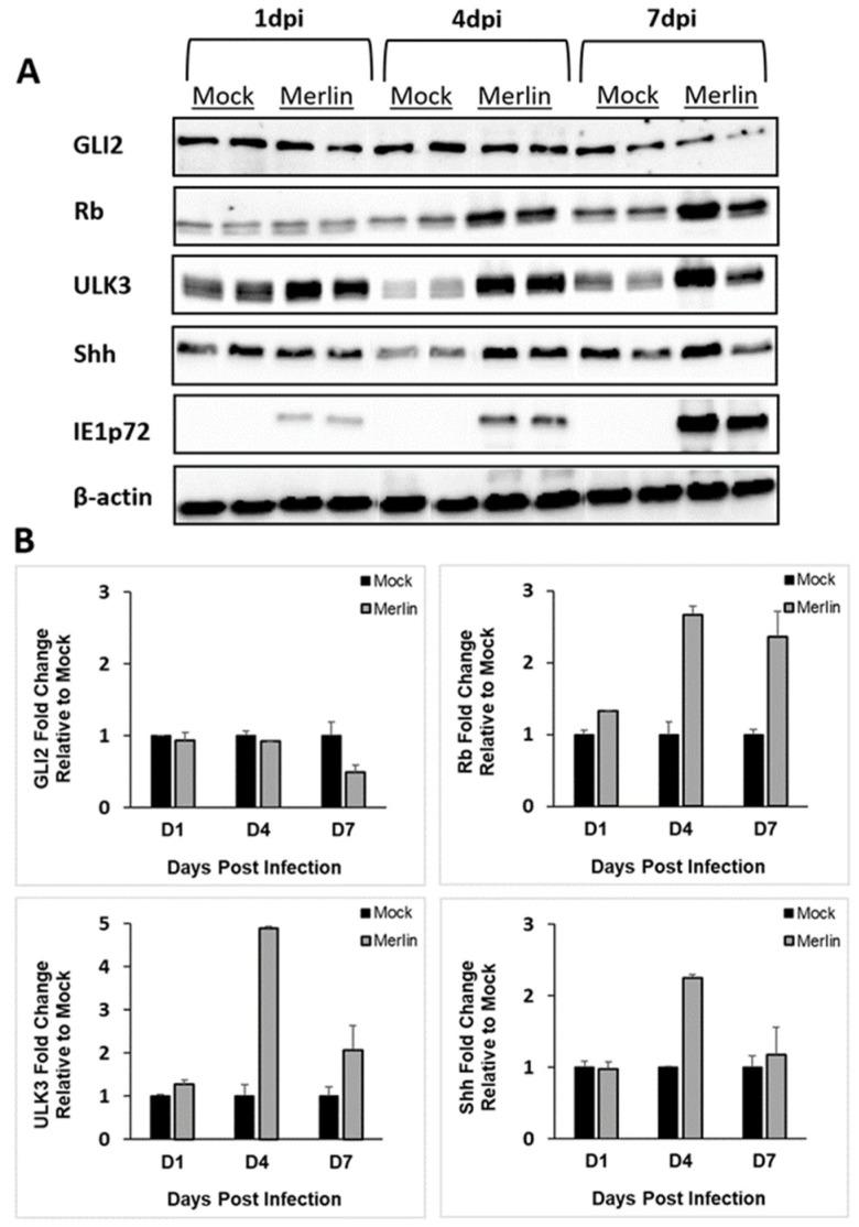https://cdn.ncbi.nlm.nih.gov/pmc/blobs/b33b/11209403/feba26656fc7/viruses-16-00918-g002.jpg