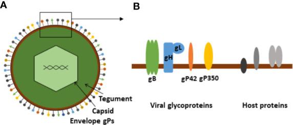 https://cdn.ncbi.nlm.nih.gov/pmc/blobs/b33d/7817975/68a25b1cb1a3/fimmu-11-587380-g001.jpg