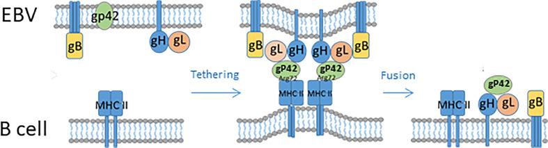 https://cdn.ncbi.nlm.nih.gov/pmc/blobs/b33d/7817975/919859c94fa8/fimmu-11-587380-g002.jpg