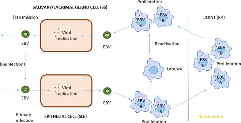 https://cdn.ncbi.nlm.nih.gov/pmc/blobs/b33d/7817975/e33bed075577/fimmu-11-587380-g004.jpg