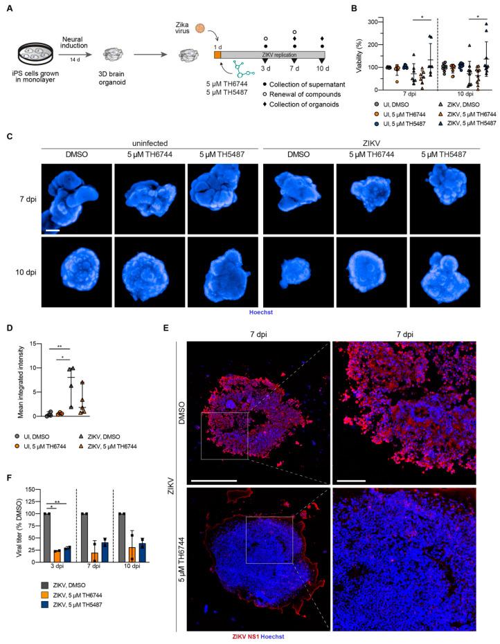 https://cdn.ncbi.nlm.nih.gov/pmc/blobs/b33d/7823652/a6150eba3eb7/viruses-13-00037-g003.jpg