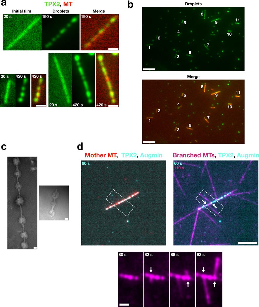 https://cdn.ncbi.nlm.nih.gov/pmc/blobs/b33e/8865447/5ab44f667f9e/nihms-1649857-f0001.jpg