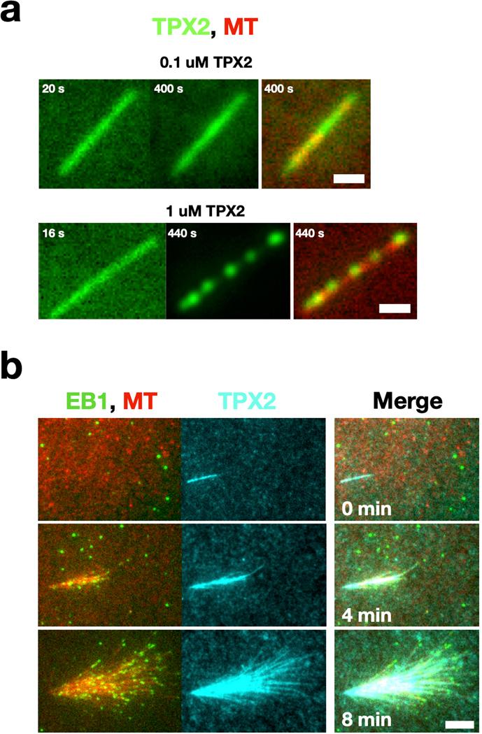 https://cdn.ncbi.nlm.nih.gov/pmc/blobs/b33e/8865447/8ccd73463a3a/nihms-1649857-f0006.jpg