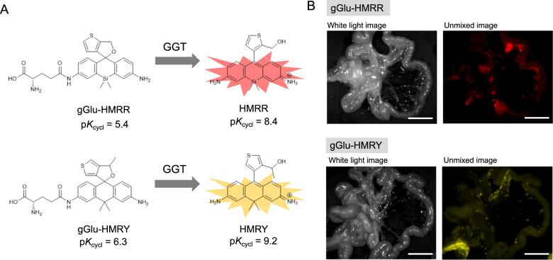https://cdn.ncbi.nlm.nih.gov/pmc/blobs/b34d/9814528/8dd90410167f/42004_2020_326_Fig5_HTML.jpg