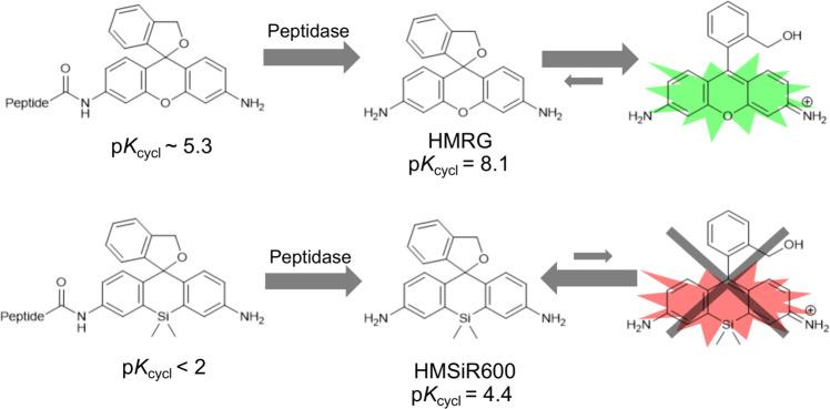 https://cdn.ncbi.nlm.nih.gov/pmc/blobs/b34d/9814528/b84686e14305/42004_2020_326_Fig3_HTML.jpg