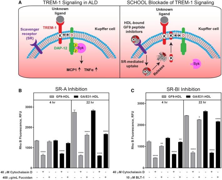 https://cdn.ncbi.nlm.nih.gov/pmc/blobs/b352/6312652/08a0c595812d/HEP4-3-99-g007.jpg