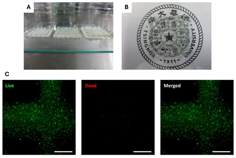 https://cdn.ncbi.nlm.nih.gov/pmc/blobs/b354/12192301/0365a3f54122/gels-11-00422-g007.jpg