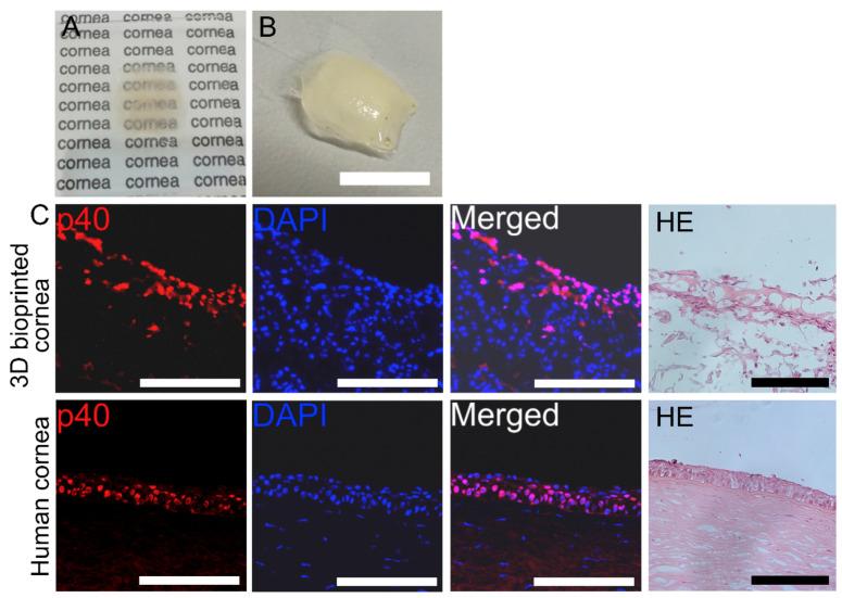 https://cdn.ncbi.nlm.nih.gov/pmc/blobs/b354/12192301/2241a1c54762/gels-11-00422-g006.jpg