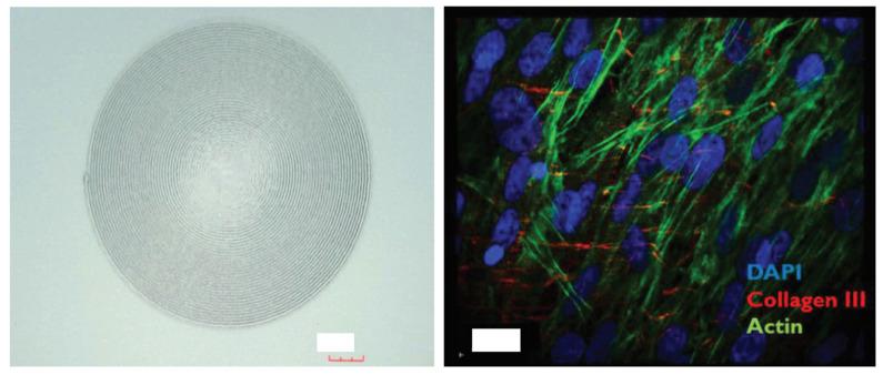 https://cdn.ncbi.nlm.nih.gov/pmc/blobs/b354/12192301/4cc84bf7294b/gels-11-00422-g008.jpg