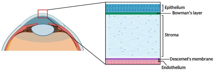 https://cdn.ncbi.nlm.nih.gov/pmc/blobs/b354/12192301/647df6a8fe24/gels-11-00422-g002.jpg