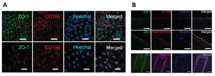 https://cdn.ncbi.nlm.nih.gov/pmc/blobs/b354/12192301/fee576b0db37/gels-11-00422-g009.jpg