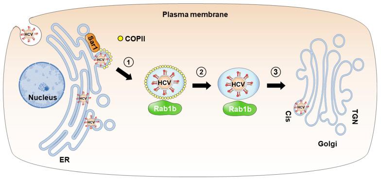 https://cdn.ncbi.nlm.nih.gov/pmc/blobs/b355/10747773/3b5a813ef179/viruses-15-02430-g001.jpg