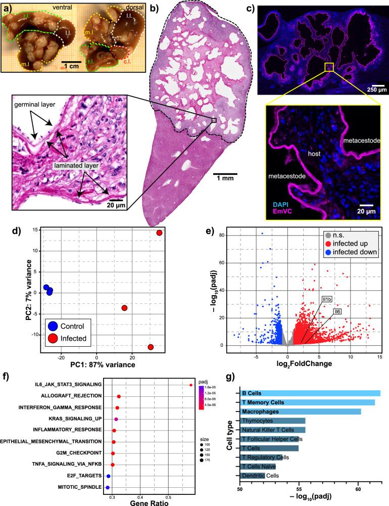 https://cdn.ncbi.nlm.nih.gov/pmc/blobs/b35b/12141607/300681b0e3f6/42003_2025_8283_Fig1_HTML.jpg