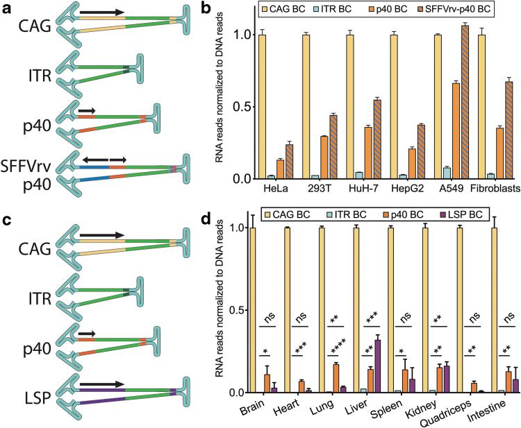 https://cdn.ncbi.nlm.nih.gov/pmc/blobs/b35d/10112876/d16540dec47e/hum.2021.278_figure4.jpg