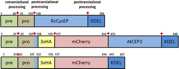https://cdn.ncbi.nlm.nih.gov/pmc/blobs/b35d/3950626/0c9c32af344c/11103_2013_157_Fig1_HTML.jpg
