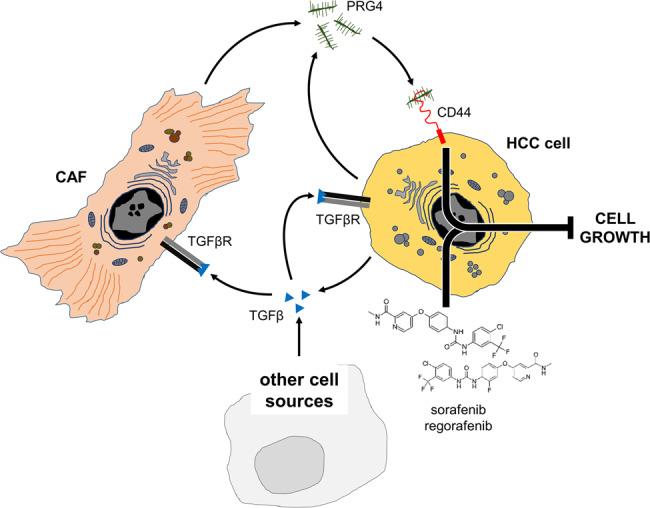 https://cdn.ncbi.nlm.nih.gov/pmc/blobs/b362/7669886/1dd4f4971281/41419_2020_3180_Fig7_HTML.jpg