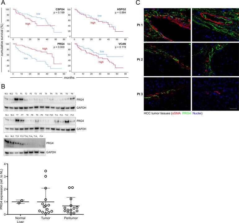 https://cdn.ncbi.nlm.nih.gov/pmc/blobs/b362/7669886/c61fa43a1fd0/41419_2020_3180_Fig1_HTML.jpg