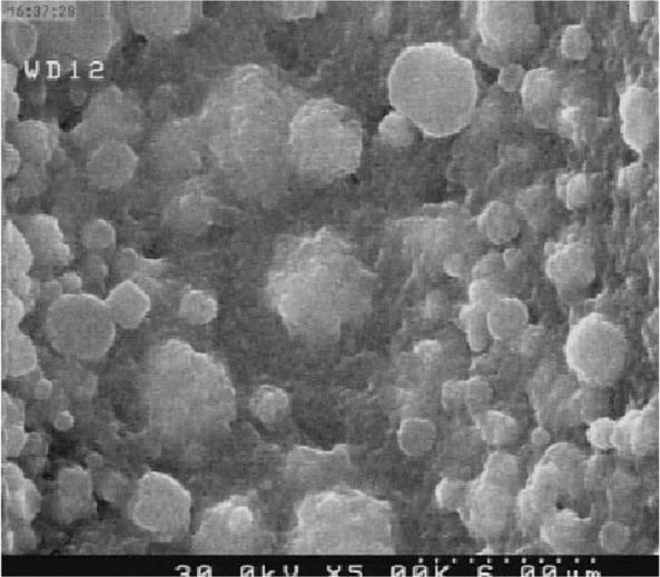https://cdn.ncbi.nlm.nih.gov/pmc/blobs/b362/7867700/8bdbb80e755b/IJM-12-417-g002.jpg