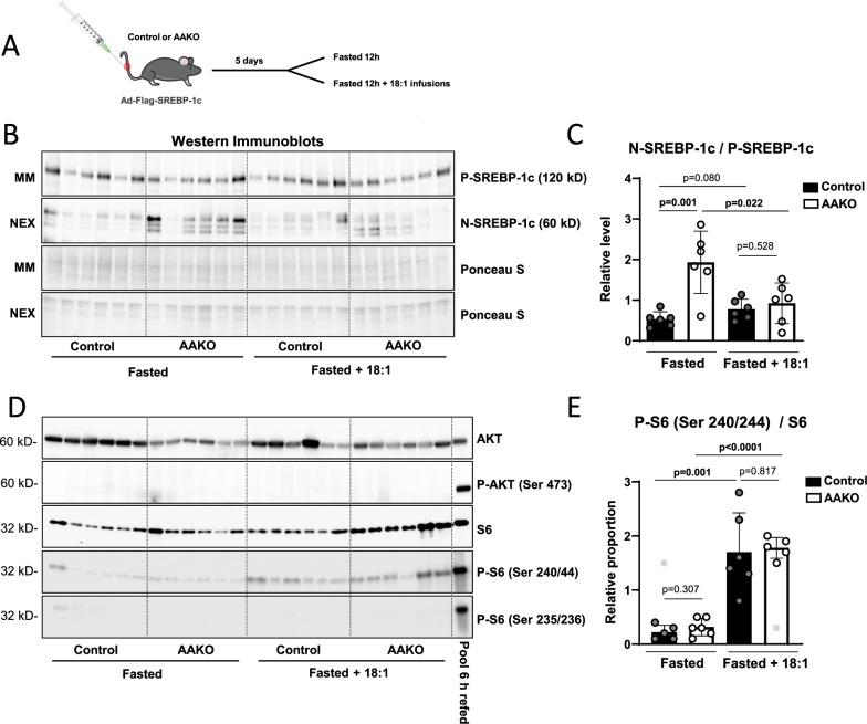 https://cdn.ncbi.nlm.nih.gov/pmc/blobs/b364/11982389/ade96b1e87e8/42003_2025_8002_Fig5_HTML.jpg