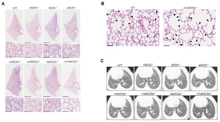 https://cdn.ncbi.nlm.nih.gov/pmc/blobs/b369/11395504/1a6df101ac9e/ijms-25-09317-g003.jpg