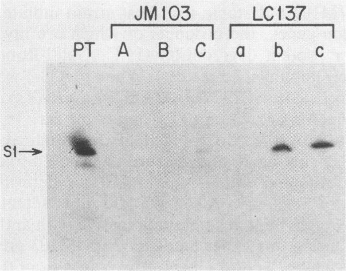 https://cdn.ncbi.nlm.nih.gov/pmc/blobs/b36b/260508/5526be25b71b/iai00089-0312-b.jpg
