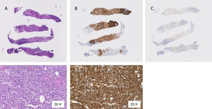 https://cdn.ncbi.nlm.nih.gov/pmc/blobs/b36c/11343931/bc796d067378/40792_2024_1996_Fig3_HTML.jpg