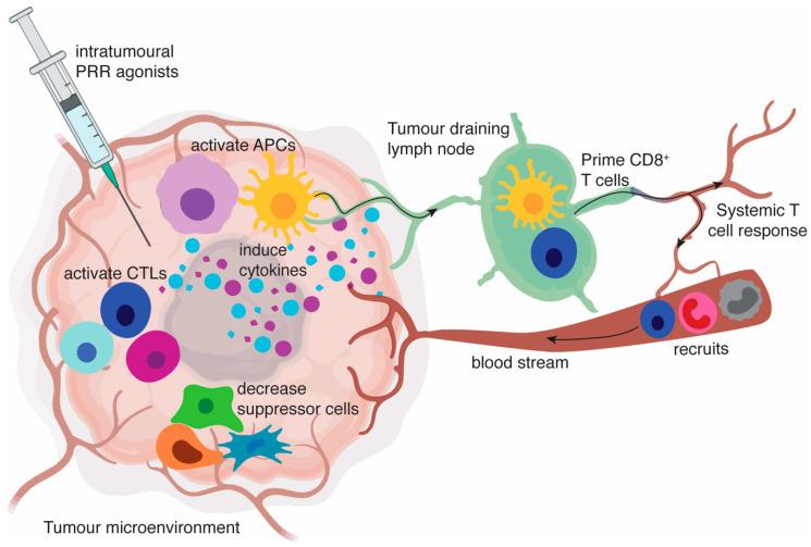 https://cdn.ncbi.nlm.nih.gov/pmc/blobs/b36c/7765936/4aadfe55c362/cancers-12-03824-g001.jpg