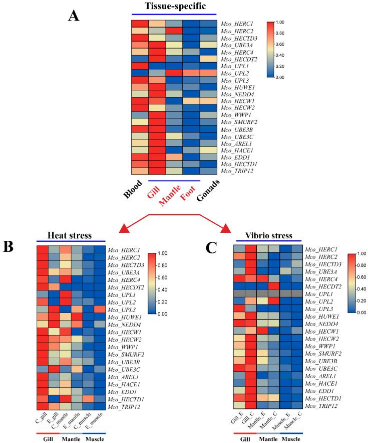 https://cdn.ncbi.nlm.nih.gov/pmc/blobs/b36d/11353290/46440660a862/genes-15-01085-g007.jpg
