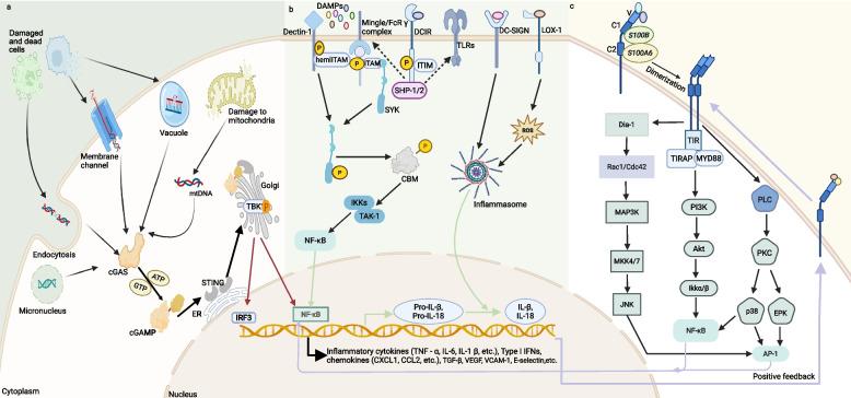 https://cdn.ncbi.nlm.nih.gov/pmc/blobs/b36d/12394712/0ec44ec82f94/43556_2025_305_Fig6_HTML.jpg