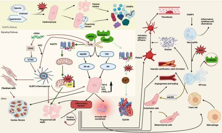 https://cdn.ncbi.nlm.nih.gov/pmc/blobs/b36d/12394712/4414fe4324fa/43556_2025_305_Fig8_HTML.jpg
