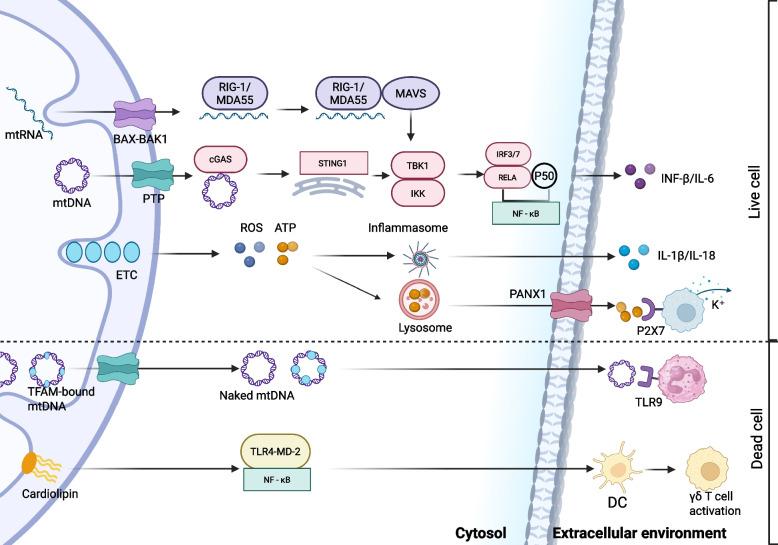 https://cdn.ncbi.nlm.nih.gov/pmc/blobs/b36d/12394712/7cc1e35f57f7/43556_2025_305_Fig4_HTML.jpg