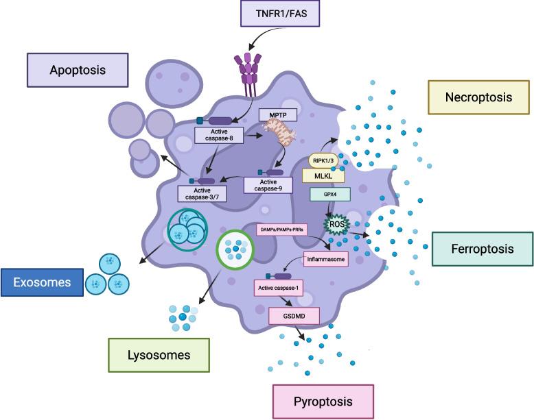 https://cdn.ncbi.nlm.nih.gov/pmc/blobs/b36d/12394712/a8b3eab247df/43556_2025_305_Fig2_HTML.jpg
